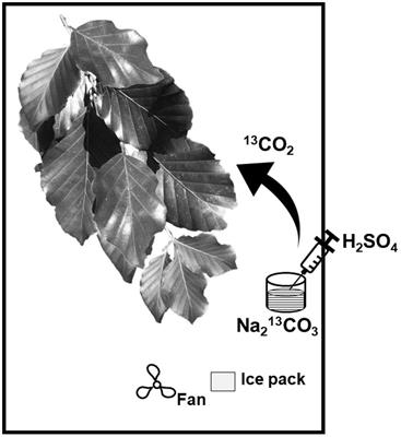 Late-season biosynthesis of leaf fatty acids and n-alkanes of a mature beech (Fagus sylvatica) tree traced via13CO2 pulse-chase labelling and compound-specific isotope analysis